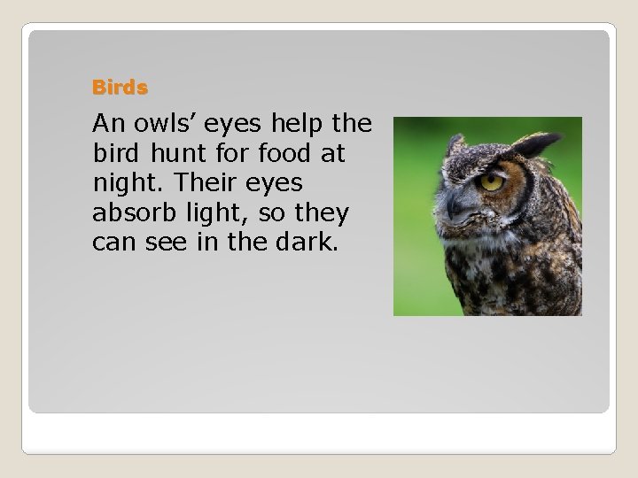 Birds An owls’ eyes help the bird hunt for food at night. Their eyes