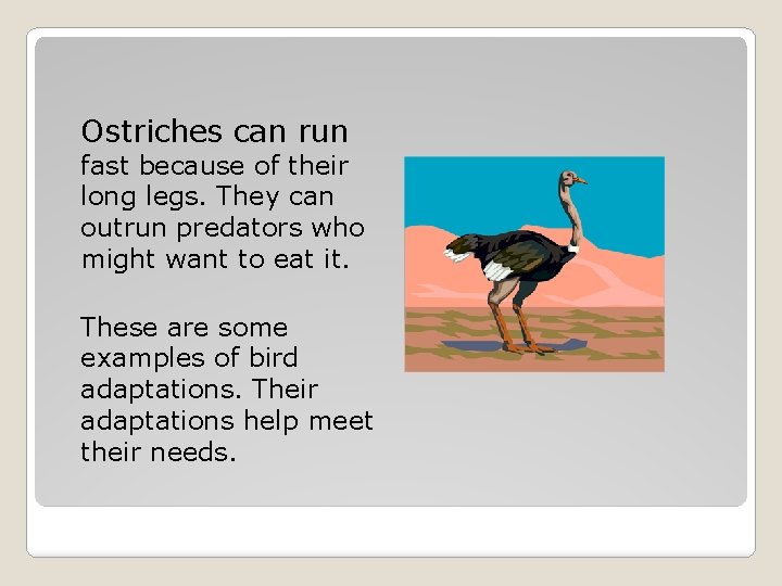 Ostriches can run fast because of their long legs. They can outrun predators who