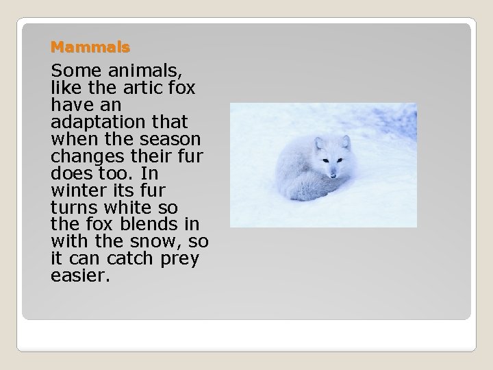 Mammals Some animals, like the artic fox have an adaptation that when the season