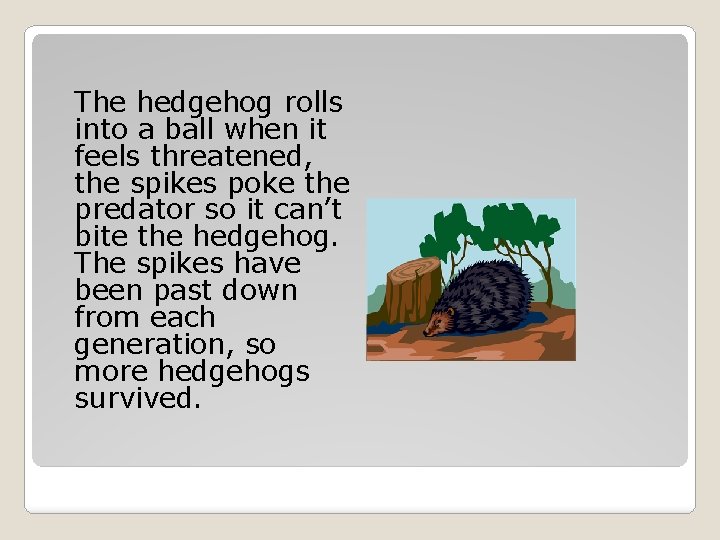 The hedgehog rolls into a ball when it feels threatened, the spikes poke the