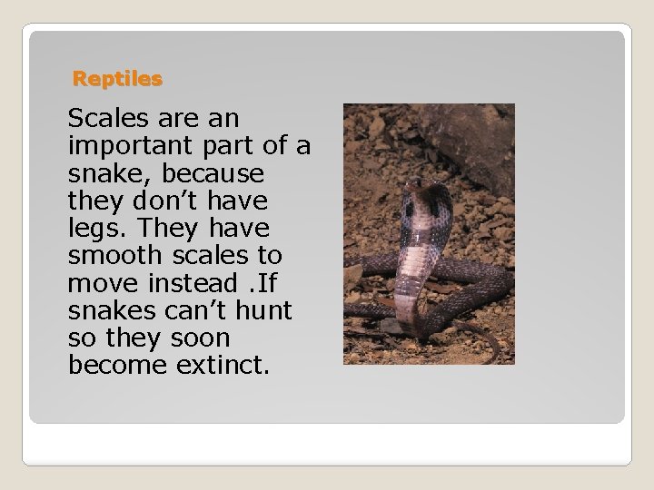 Reptiles Scales are an important part of a snake, because they don’t have legs.