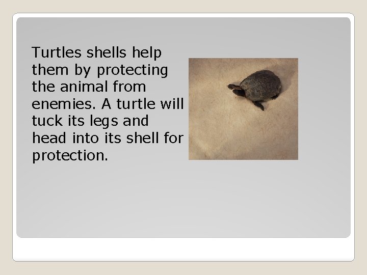 Turtles shells help them by protecting the animal from enemies. A turtle will tuck