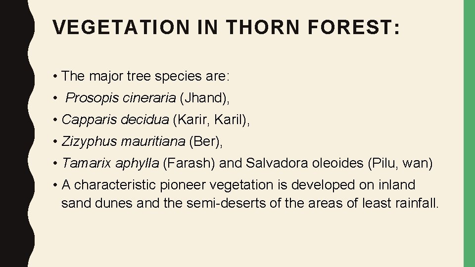 VEGETATION IN THORN FOREST: • The major tree species are: • Prosopis cineraria (Jhand),