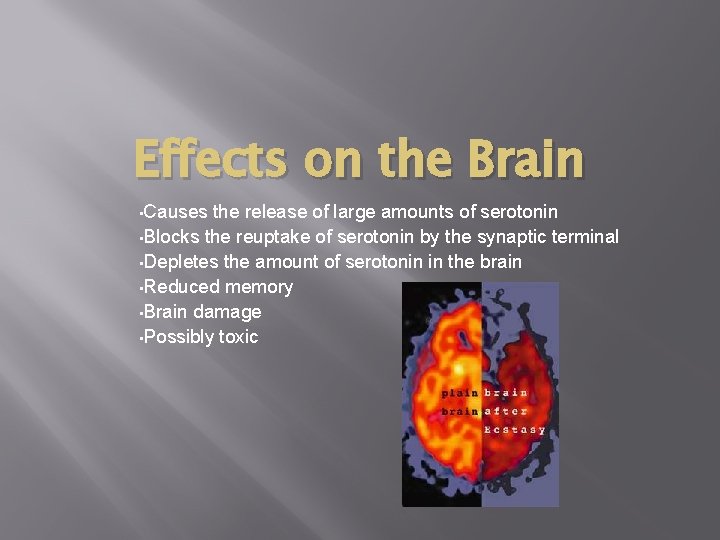 Effects on the Brain • Causes the release of large amounts of serotonin •