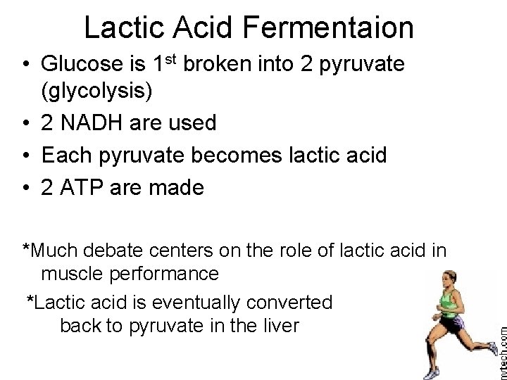 Lactic Acid Fermentaion • Glucose is 1 st broken into 2 pyruvate (glycolysis) •