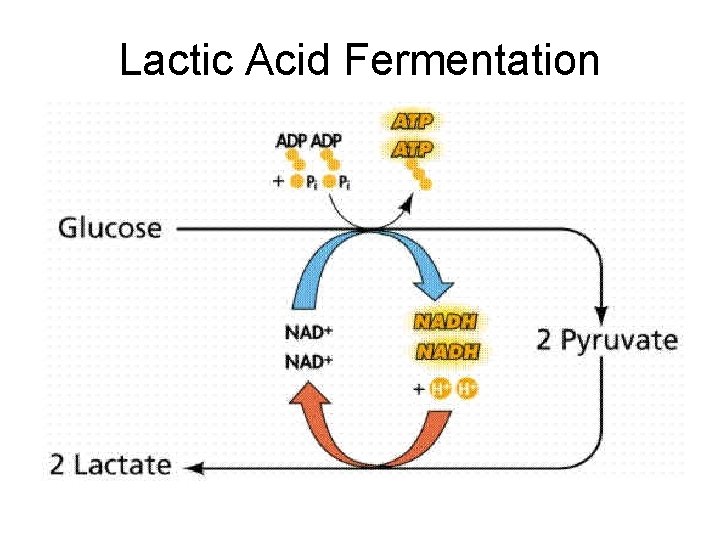 Lactic Acid Fermentation 