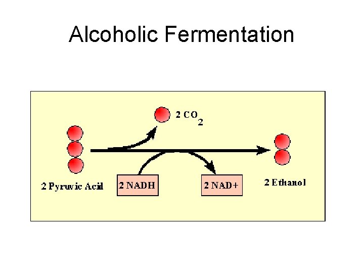 Alcoholic Fermentation 