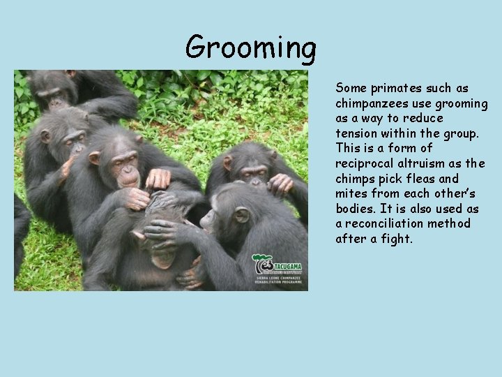 Grooming Some primates such as chimpanzees use grooming as a way to reduce tension Grooming Some primates such as chimpanzees use grooming as a way to reduce tension