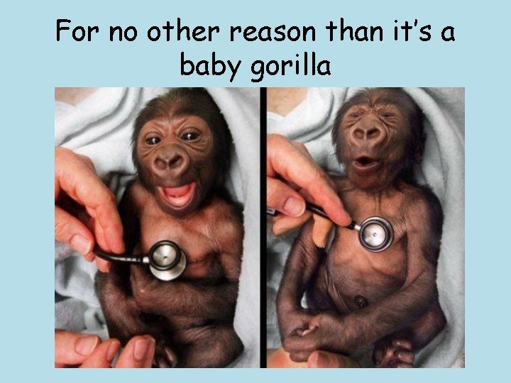 For no other reason than it’s a baby gorilla For no other reason than it’s a baby gorilla