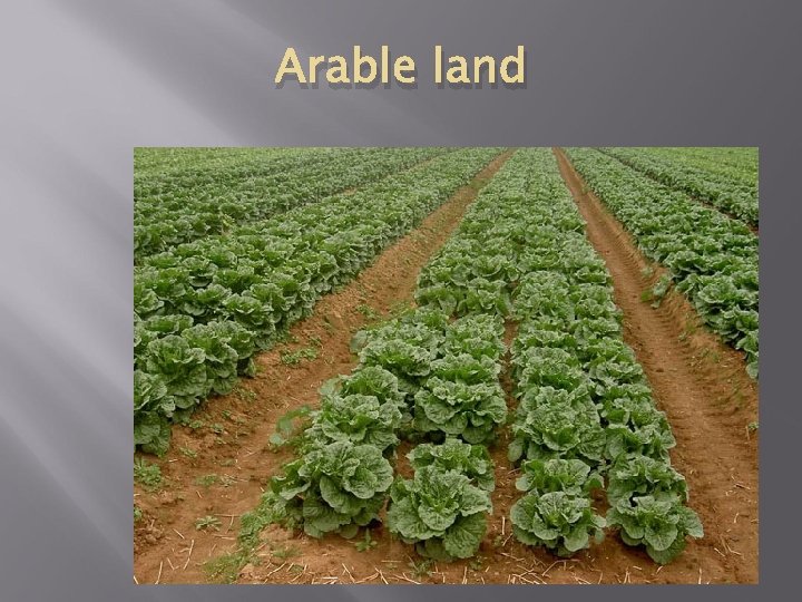 Arable land 