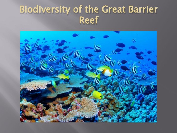 Biodiversity of the Great Barrier Reef 