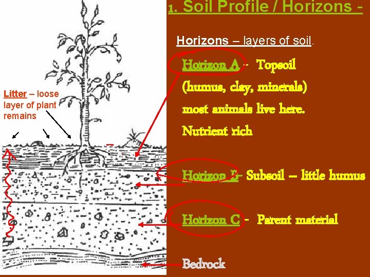 1. Soil Profile / Horizons – layers of soil. Litter – loose layer of 1. Soil Profile / Horizons – layers of soil. Litter – loose layer of