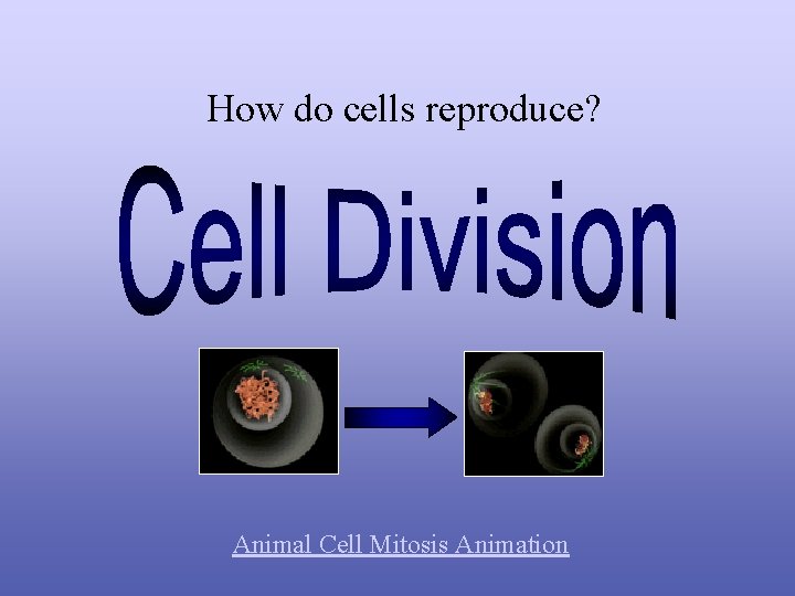 How do cells reproduce? Animal Cell Mitosis Animation 