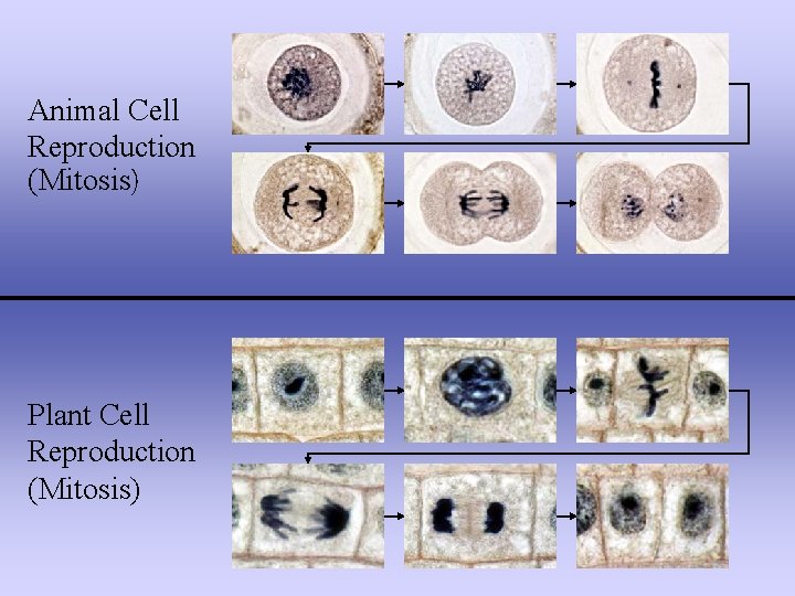 Animal Cell Reproduction (Mitosis) Plant Cell Reproduction (Mitosis) 