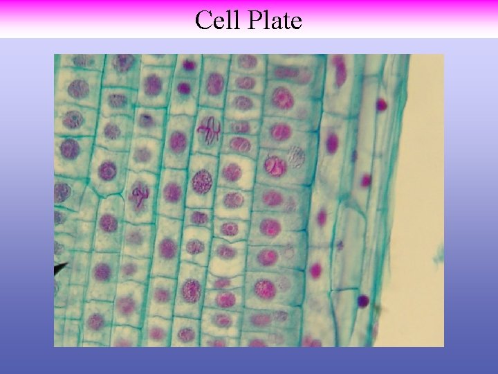 Cell Plate 