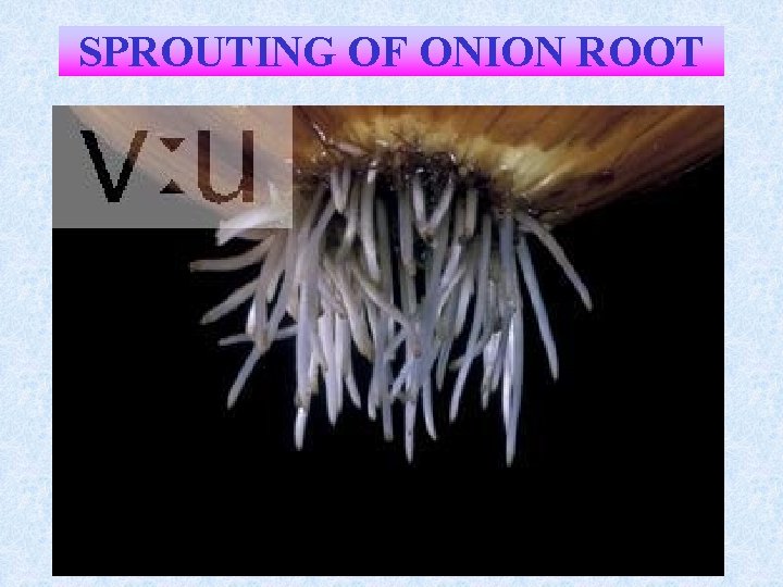SPROUTING OF ONION ROOT 