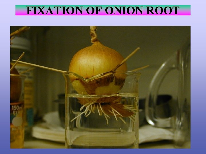 FIXATION OF ONION ROOT 