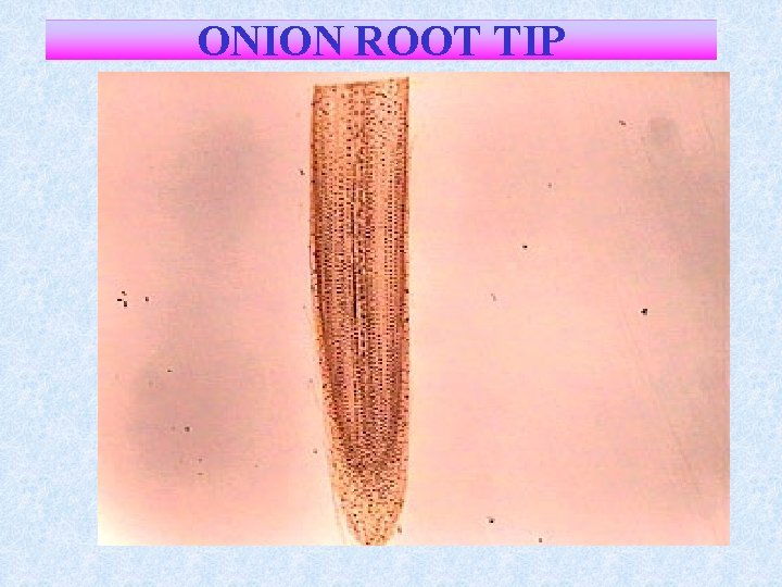 ONION ROOT TIP 