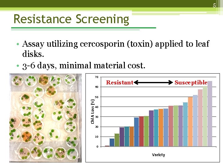 5 Resistance Screening • Assay utilizing cercosporin (toxin) applied to leaf disks. • 3