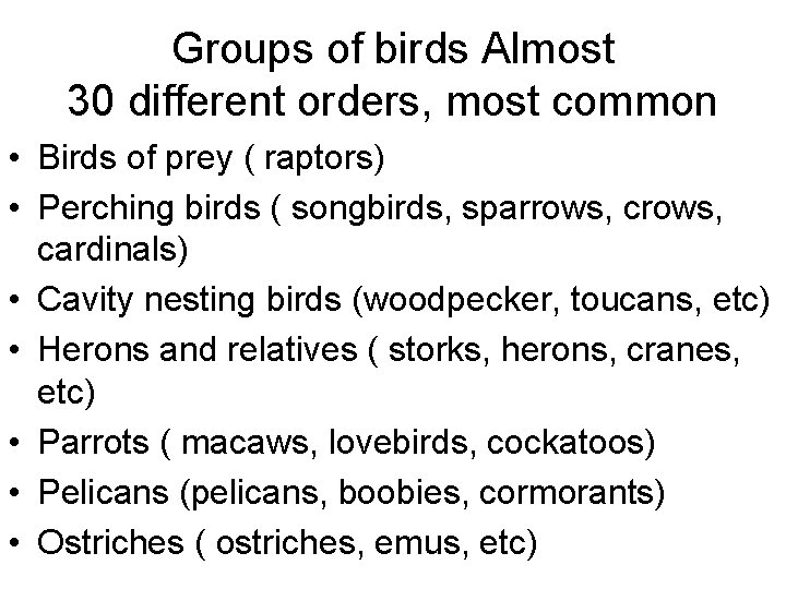 Groups of birds Almost 30 different orders, most common • Birds of prey (