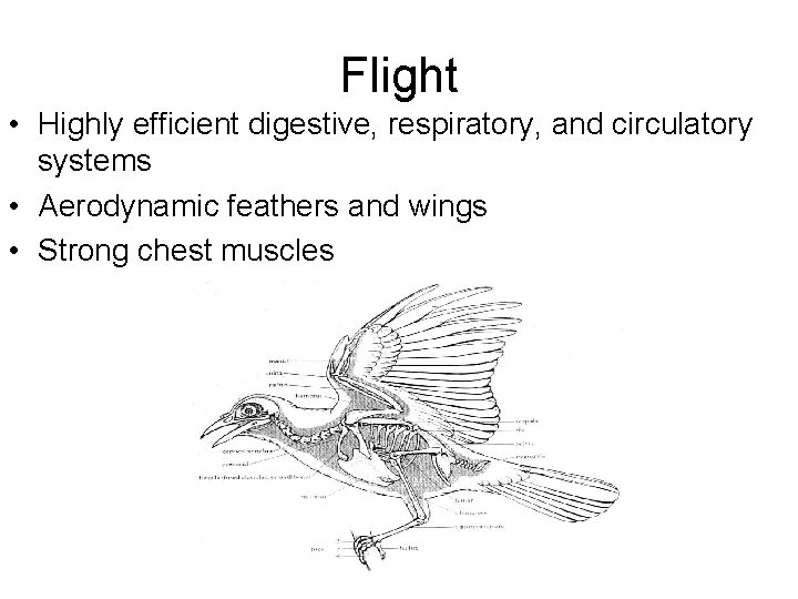 Flight • Highly efficient digestive, respiratory, and circulatory systems • Aerodynamic feathers and wings