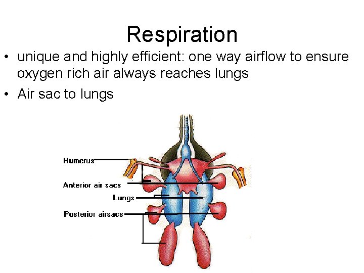 Respiration • unique and highly efficient: one way airflow to ensure oxygen rich air