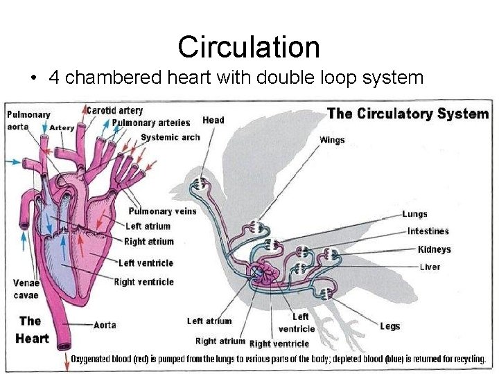 Circulation • 4 chambered heart with double loop system 