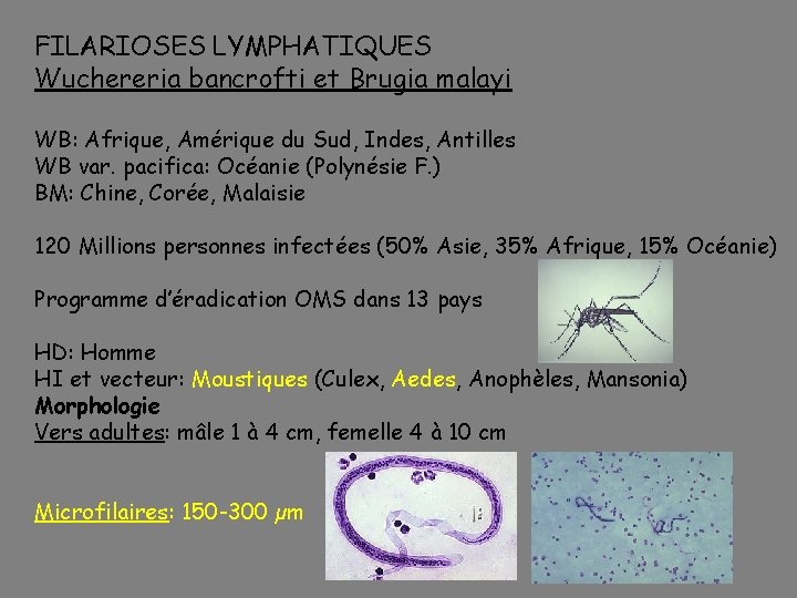 FILARIOSES LYMPHATIQUES Wuchereria bancrofti et Brugia malayi WB: Afrique, Amérique du Sud, Indes, Antilles