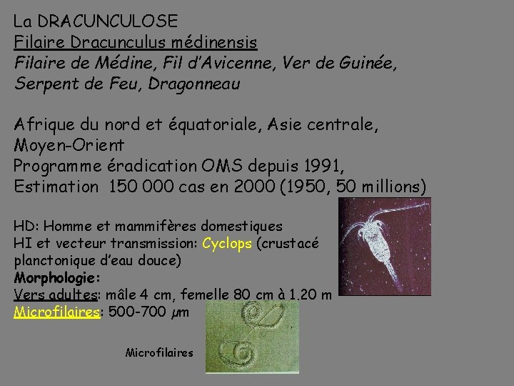 La DRACUNCULOSE Filaire Dracunculus médinensis Filaire de Médine, Fil d’Avicenne, Ver de Guinée, Serpent
