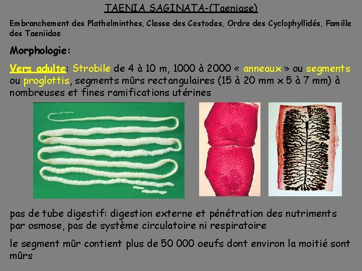 TAENIA SAGINATA-(Taeniase) Embranchement des Plathelminthes, Classe des Cestodes, Ordre des Cyclophyllidés, Famille des Taeniidae