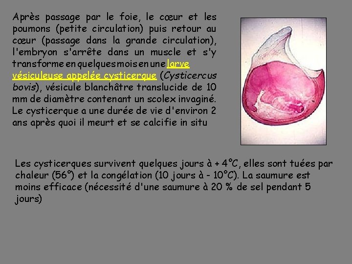 Après passage par le foie, le cœur et les poumons (petite circulation) puis retour