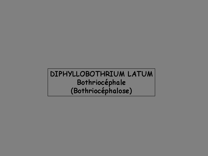 DIPHYLLOBOTHRIUM LATUM Bothriocéphale (Bothriocéphalose) 