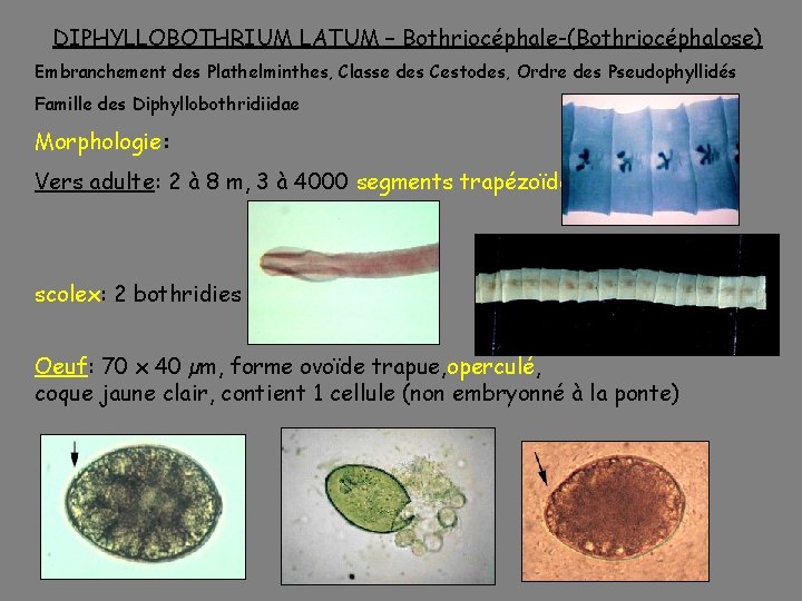 DIPHYLLOBOTHRIUM LATUM – Bothriocéphale-(Bothriocéphalose) Embranchement des Plathelminthes, Classe des Cestodes, Ordre des Pseudophyllidés Famille