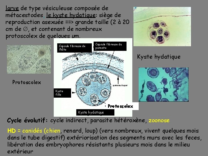 larve de type vésiculeuse composée de métacestodes, le kyste hydatique: siège de reproduction asexuée