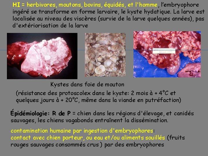 HI = herbivores, moutons, bovins, équidés, et l'homme, l’embryophore ingéré se transforme en forme