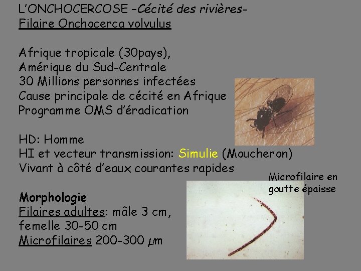 L’ONCHOCERCOSE –Cécité des rivières. Filaire Onchocerca volvulus Afrique tropicale (30 pays), Amérique du Sud-Centrale