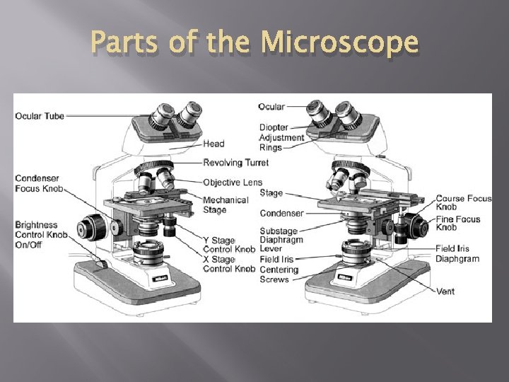 Parts of the Microscope 