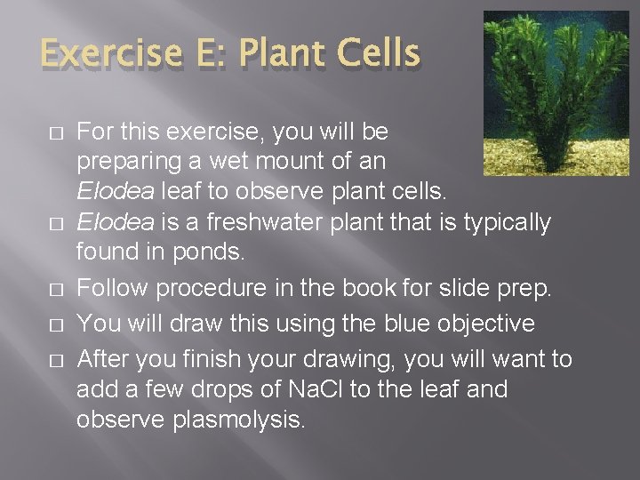Exercise E: Plant Cells � � � For this exercise, you will be preparing