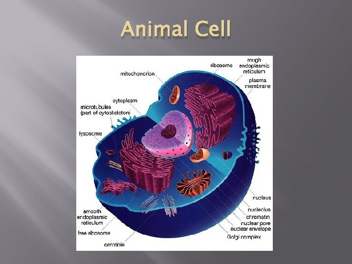Animal Cell 