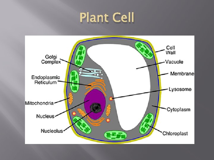 Plant Cell 