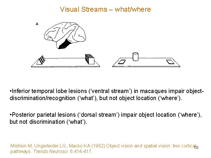 Visual Streams – what/where • Inferior temporal lobe lesions (‘ventral stream’) in macaques impair