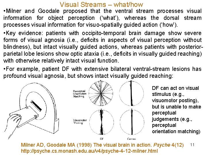 Visual Streams – what/how • Milner and Goodale proposed that the ventral stream processes