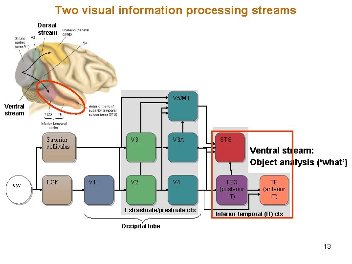 Two visual information processing streams Dorsal stream V 5/MT Posterior Parietal ctx. V 3