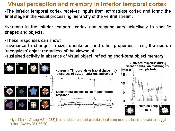 Visual perception and memory in inferior temporal cortex • The inferior temporal cortex receives