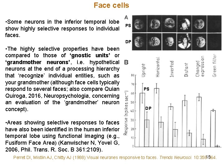 Face cells • Some neurons in the inferior temporal lobe show highly selective responses