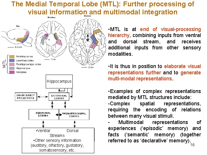 The Medial Temporal Lobe (MTL): Further processing of visual information and multimodal integration MTL