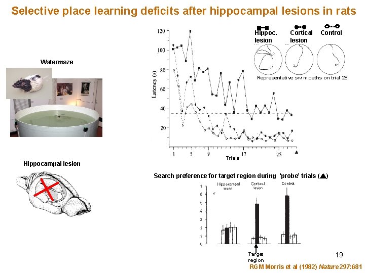 Selective place learning deficits after hippocampal lesions in rats Hippoc. lesion Cortical lesion Control