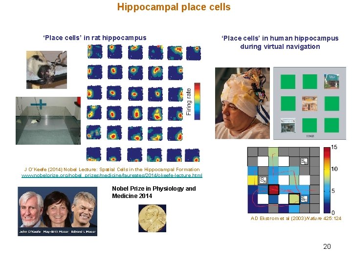 Hippocampal place cells ‘Place cells’ in rat hippocampus ‘Place cells’ in human hippocampus during