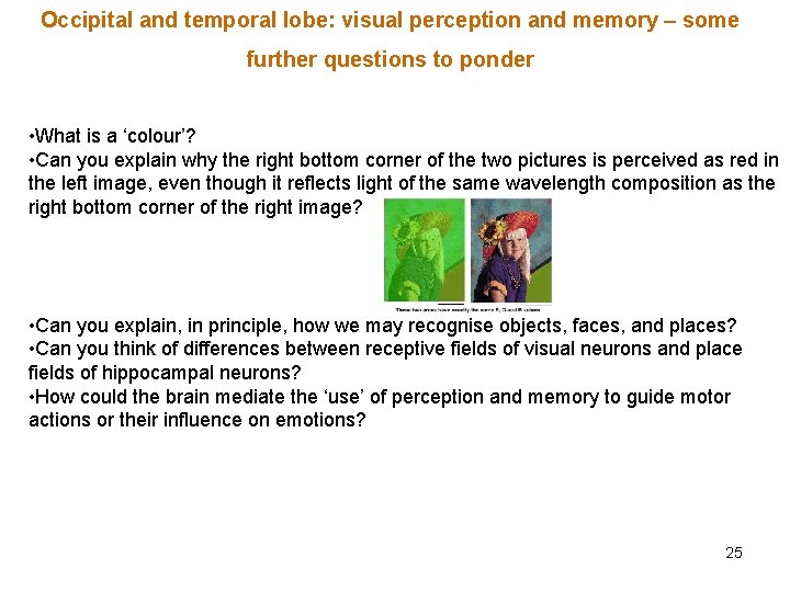 Occipital and temporal lobe: visual perception and memory – some further questions to ponder