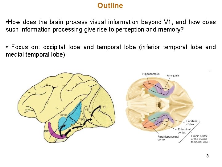 Outline • How does the brain process visual information beyond V 1, and how